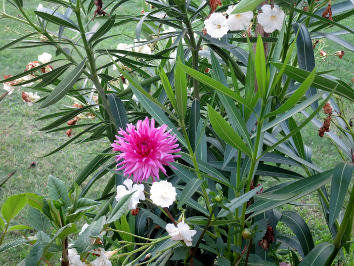 IMG_4907 (700x526, 574Kb)