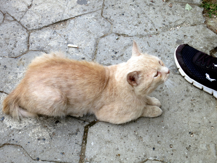 IMG_5014 (700x525, 497Kb)