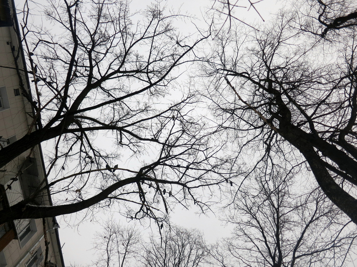 IMG_5969 (700x525, 557Kb)