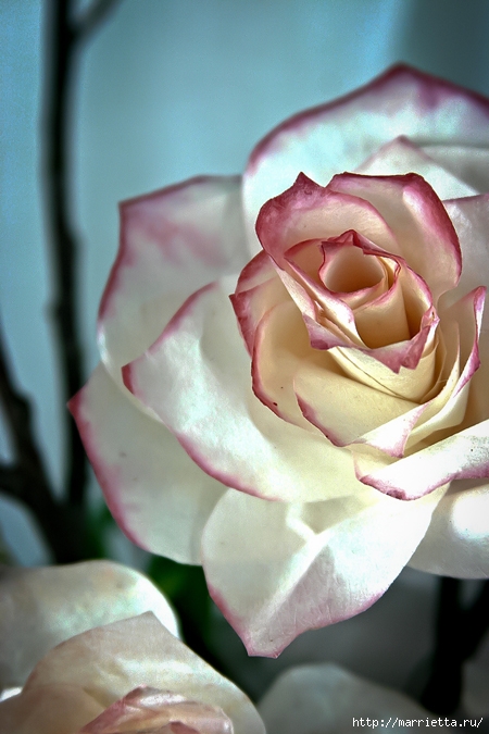 Благородная роза из кофе-фильтров. Мастер-класс (3) (450x675, 216Kb)