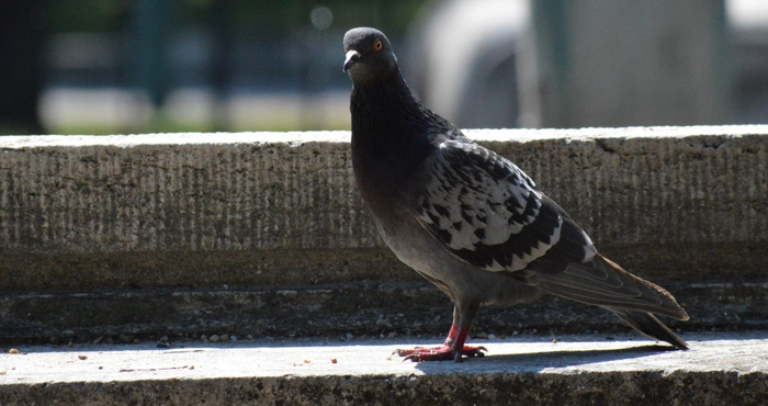 pigeon_gray_bird-716142 (700x370, 254Kb)