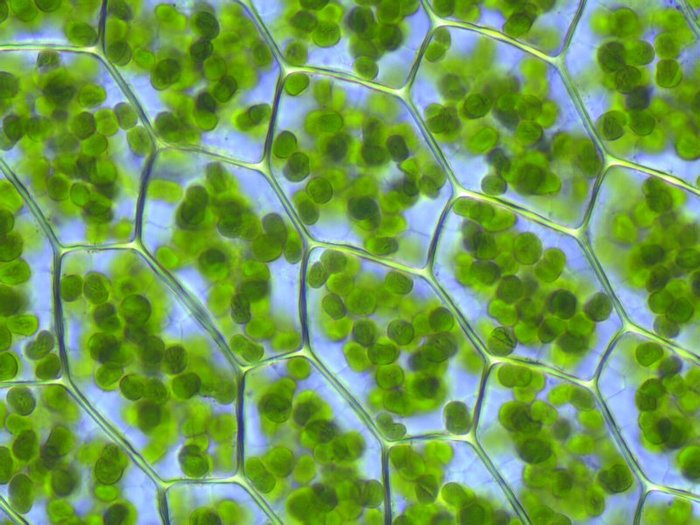 Plagiomnium_affine_laminazellen (700x525, 79Kb)
