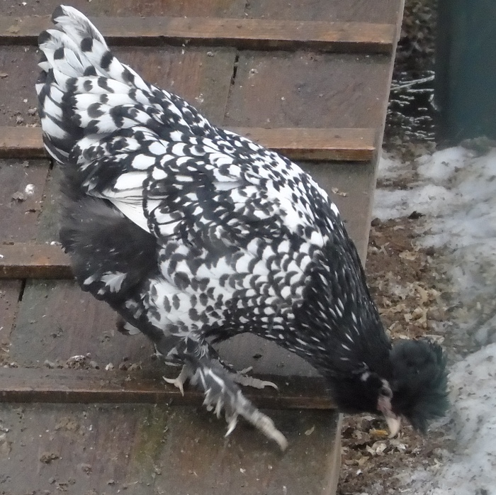 DSC07360 (700x698, 437Kb)