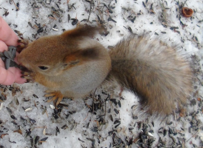 DSC07452 (700x510, 345Kb)
