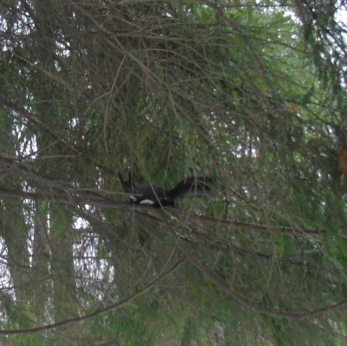 DSC07489 (700x697, 418Kb)