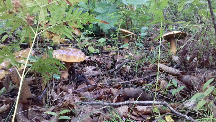 20180826_115438 (700x393, 412Kb)