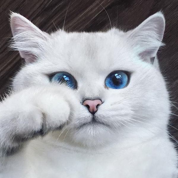 4. Коби — кот с самыми красивыми глазами. Даже стрелки нарисовала природа (600x600, 145Kb)
