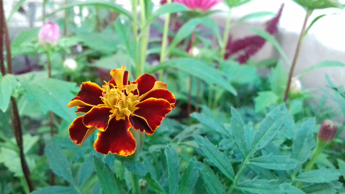 20180913_190225 (700x393, 304Kb)