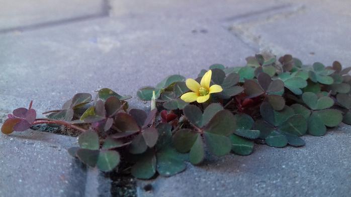 20181009_141735 (700x393, 235Kb)