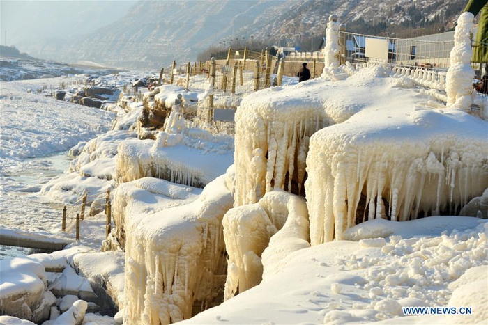 Фасоль водопад желтый фото