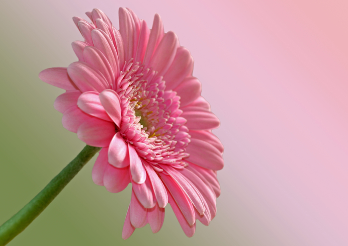 1550245039_eegerbera (700x495, 239Kb)