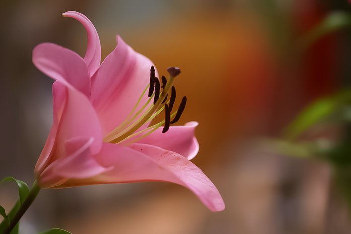 1427220 (700x466, 222Kb)