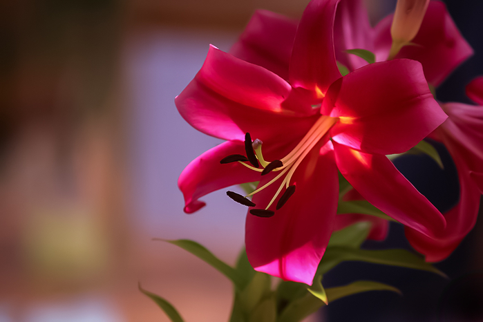 1427222 (700x466, 223Kb)