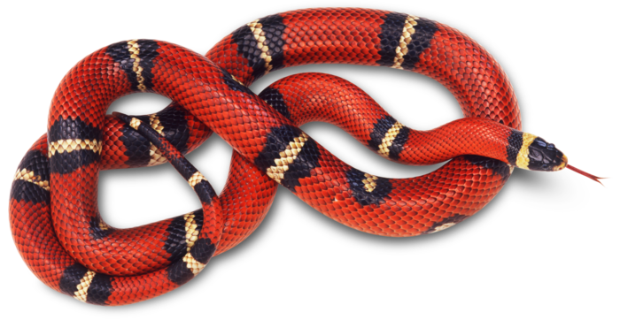 Red-Snake (700x362, 343Kb)