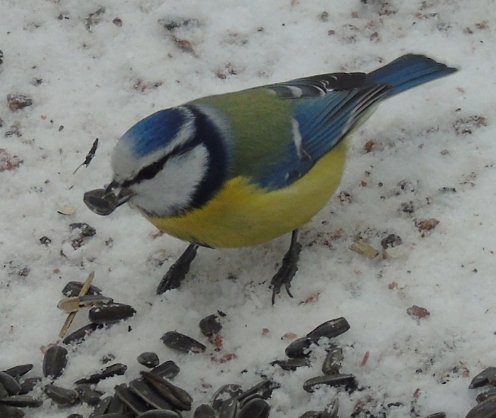 DSC07082 (700x589, 351Kb)