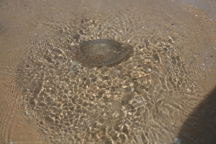 6313355_58036 (700x466, 260Kb)