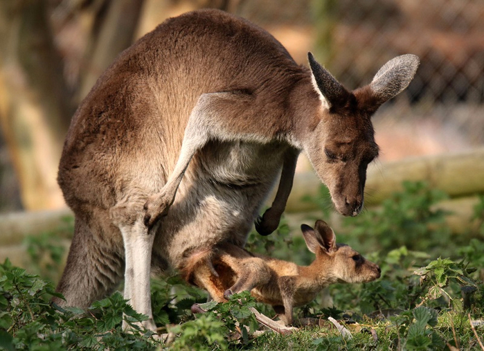 Детеныш кенгуру в сумке