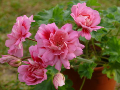 pelargonii_Zonartik_2_06093541-400x300 (400x300, 25Kb)