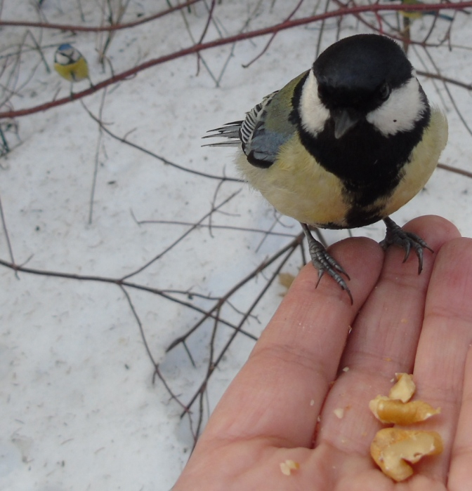 DSC07792 (672x700, 322Kb)