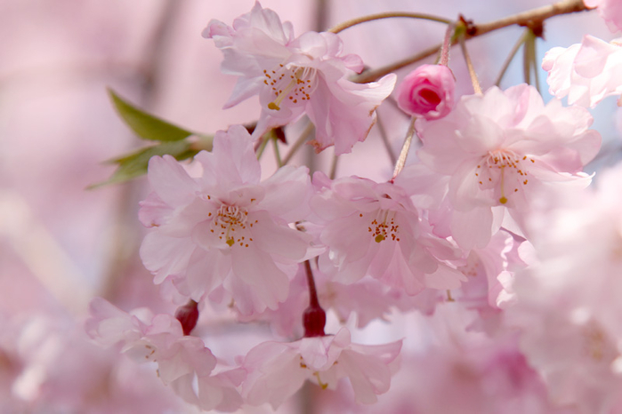 japanese flowers 33 (700x466, 256Kb)