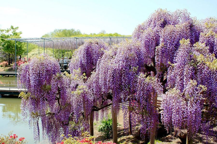 Wisteria_4 (700x466, 460Kb)