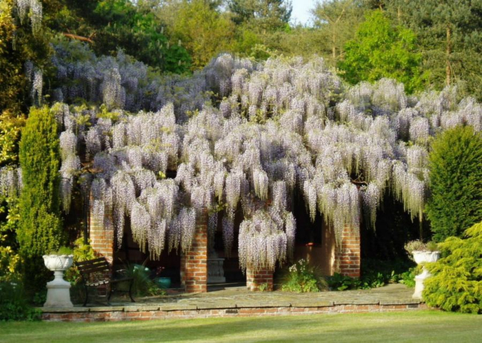 Wisteria_14 (700x498, 446Kb)