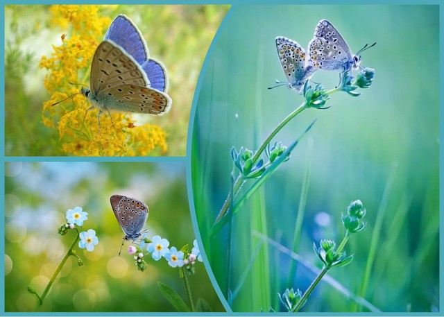 Словно бабочек легкая. Бабочки над цветами. Пыльца бабочки. Доброе утро бабочки.