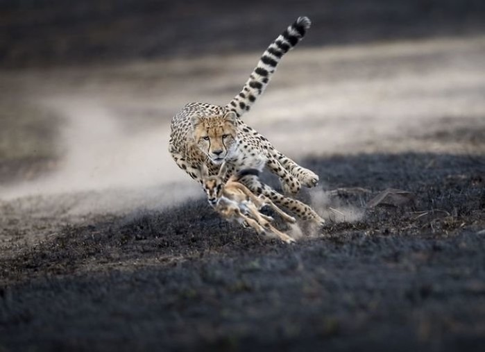 Лучшие фото животных по версии National Geographic