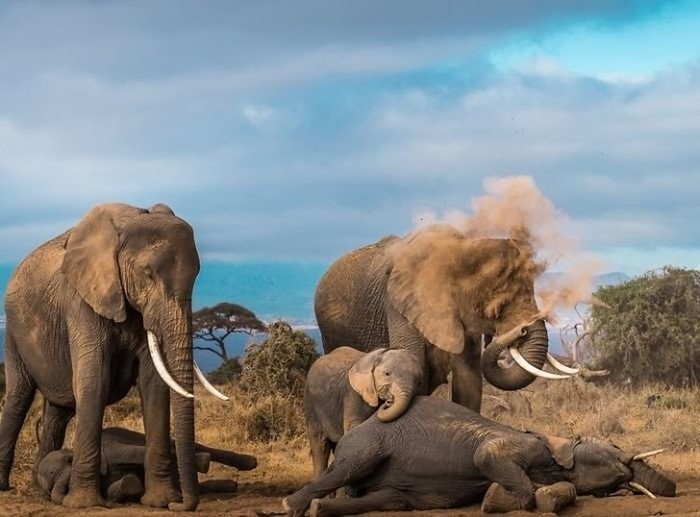 Лучшие фото животных по версии National Geographic