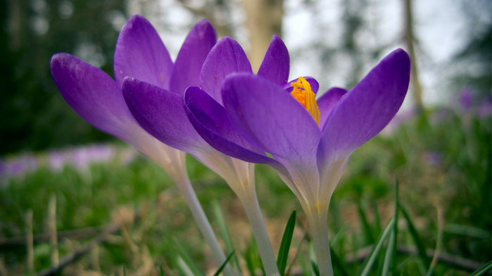 nastol.com.ua-34737 (700x393, 96Kb)