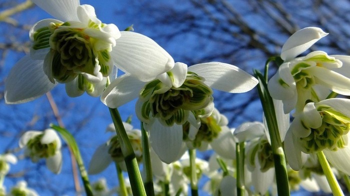 image (700x393, 67Kb)