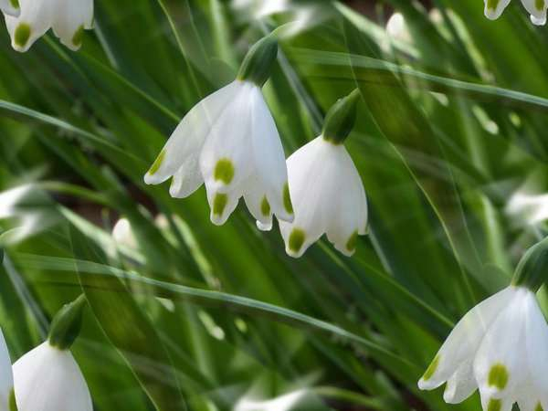 p_spring013 (600x450, 141Kb)