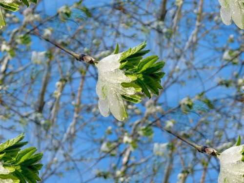 p_spring035 (500x375, 162Kb)