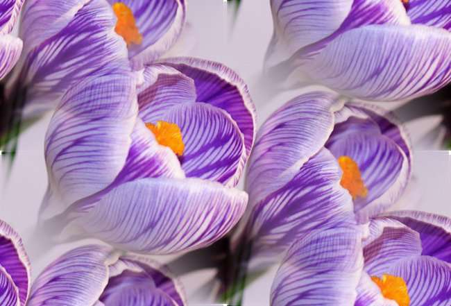 p_spring037 (650x441, 188Kb)