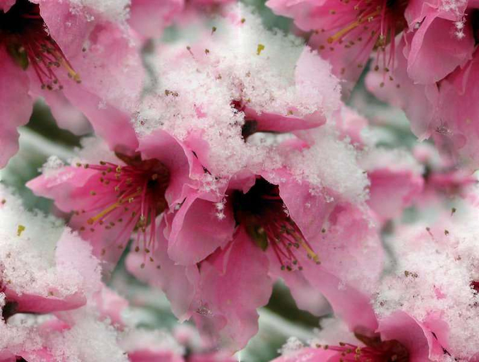 p_spring051 (700x528, 323Kb)