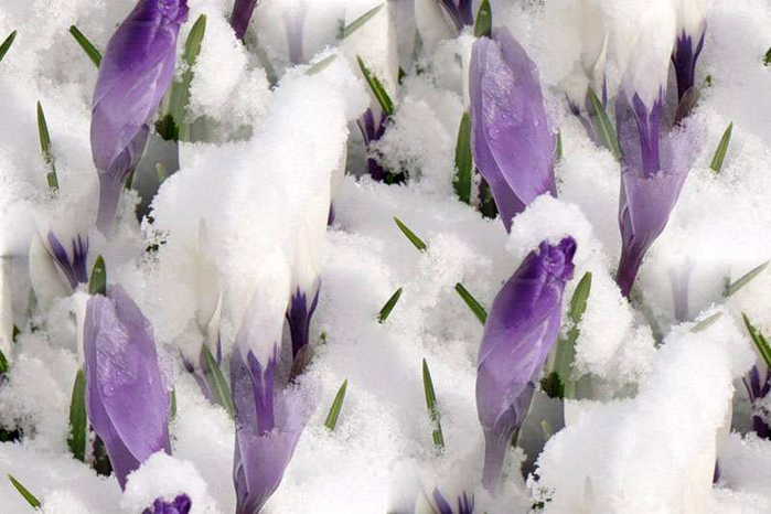 p_spring059 (700x466, 276Kb)
