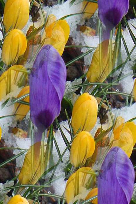 p_spring061 (463x694, 241Kb)