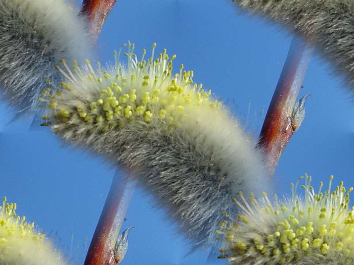 p_spring063 (700x525, 323Kb)