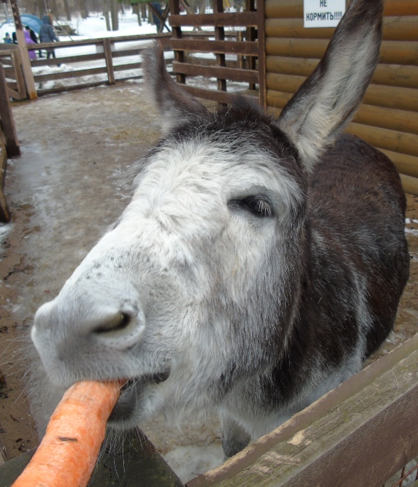 DSC08159 (600x700, 418Kb)