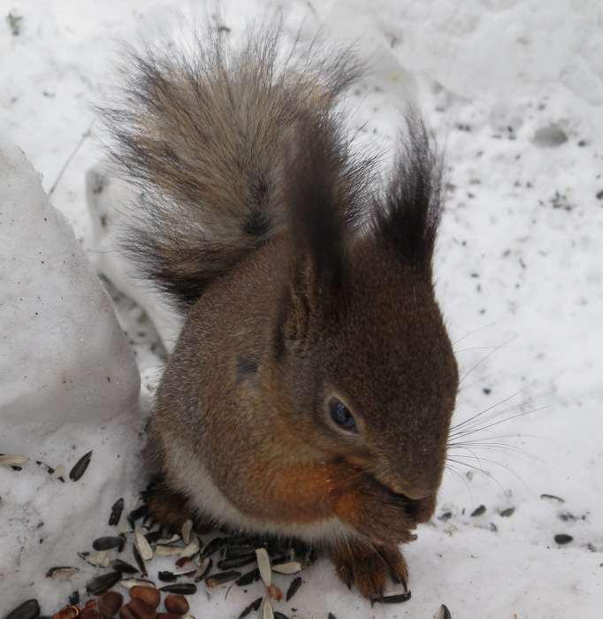 IMG_1923 (682x700, 306Kb)