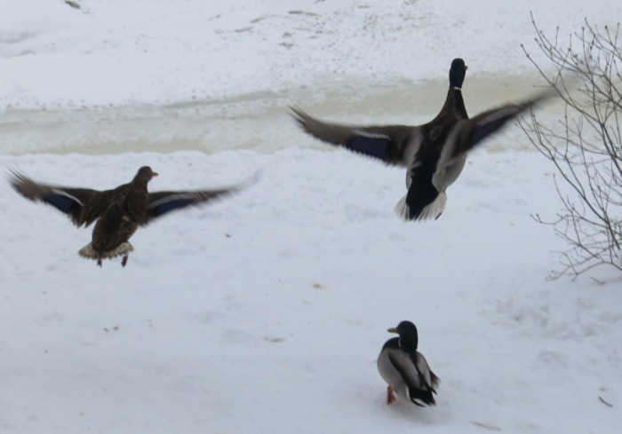 IMG_1963 (700x489, 154Kb)