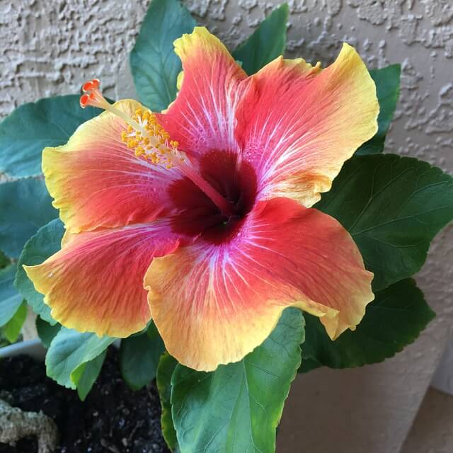 6553772_Hibiscus_h (640x640, 52Kb)