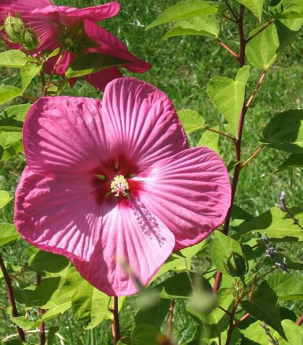 6553772_Hibiscus_herbaceous (613x700, 76Kb)