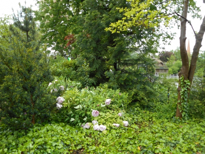 4752699_ve_1535 (700x525, 367Kb)