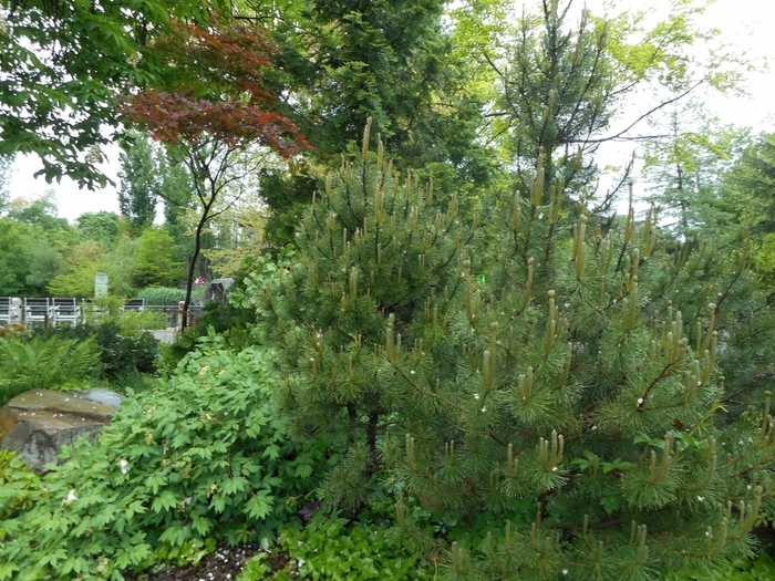 4752699_ve_1537 (700x525, 376Kb)