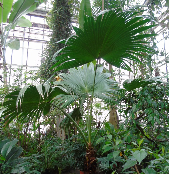 DSC08505 (683x700, 669Kb)