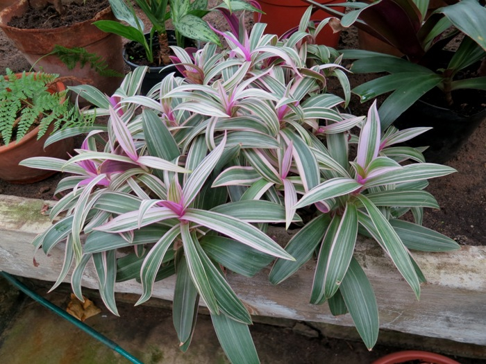 IMG_3294 (700x525, 414Kb)