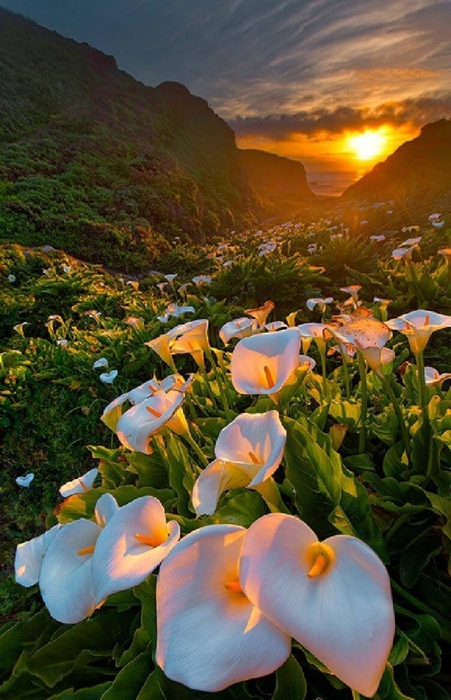                -,  ,          (Calla Lily Valley)