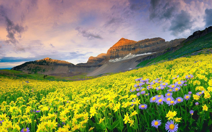 950_Valley_of_flowers_Himalaya (3) (700x437, 466Kb)