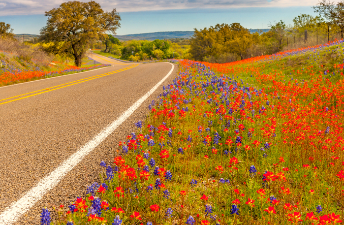 USA_Roads_Lupinus_Texas_522281_2754x1800 (700x457, 650Kb)